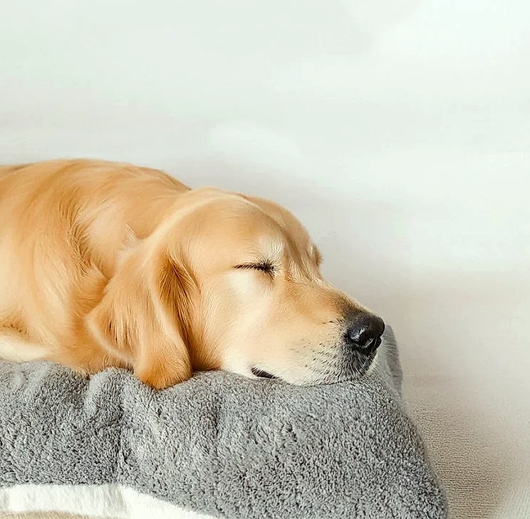 Booteely Extra Large Plush Dog Bed Sofa, 120cm Pet Mat — feature highlights