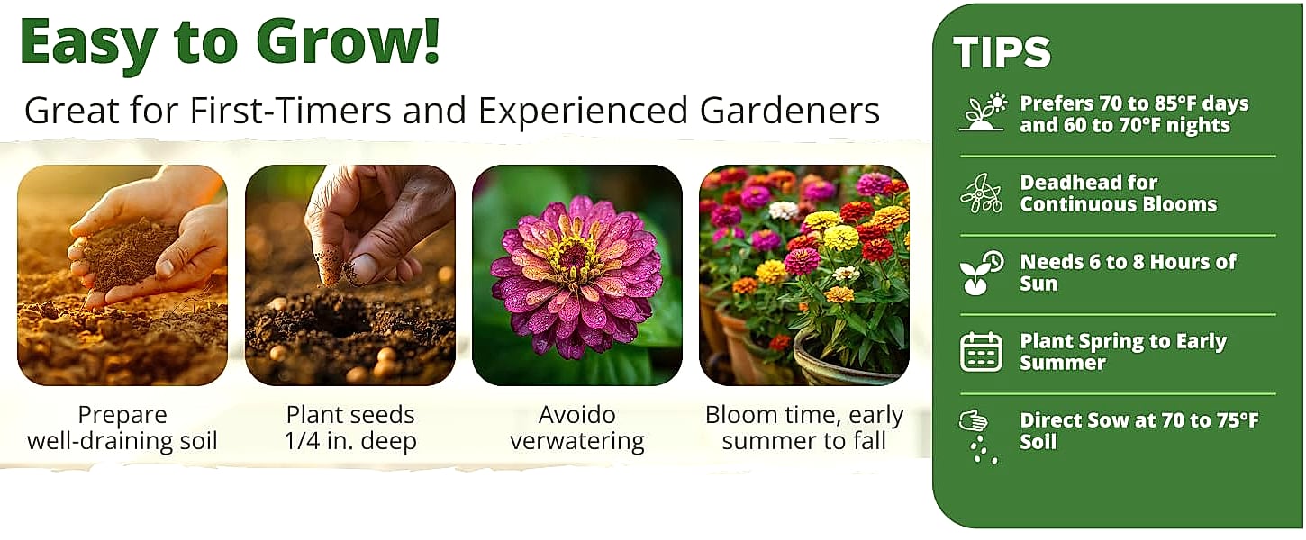 HOME GROWN Zinnia Dahlia Seeds 524 Pack Non-GMO Flowers — package contents