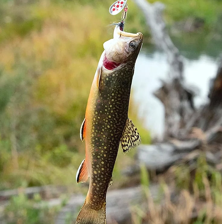 10-Piece Metal Spoon Fishing Lures Spinner Baits for Trout — close-up details