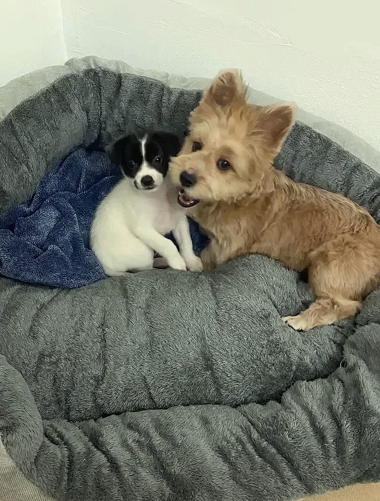 Soft Warm Dog Bed Basket for Medium Large Dogs Cat House — side view