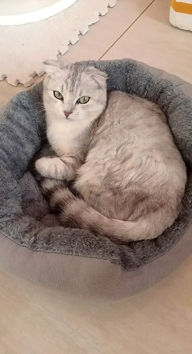Soft Warm Dog Bed Basket for Medium Large Dogs Cat House — parts overview