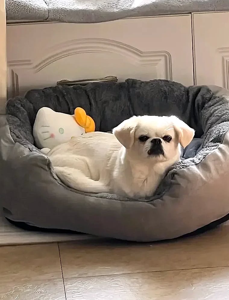 Soft Warm Dog Bed Basket for Medium Large Dogs Cat House — build progress